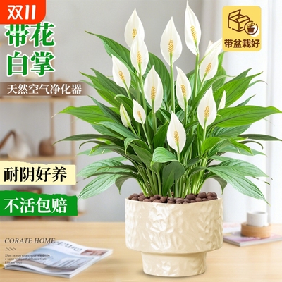 一帆风顺白掌盆栽办公室内绿植