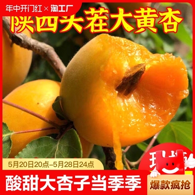 陕西大黄杏子酸甜杏子新鲜水果5斤当季大青杏子金太阳杏整箱包邮