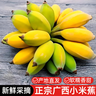 包邮 广西小米蕉香蕉新鲜水果当季 整箱苹果蕉小香蕉芭蕉自然熟