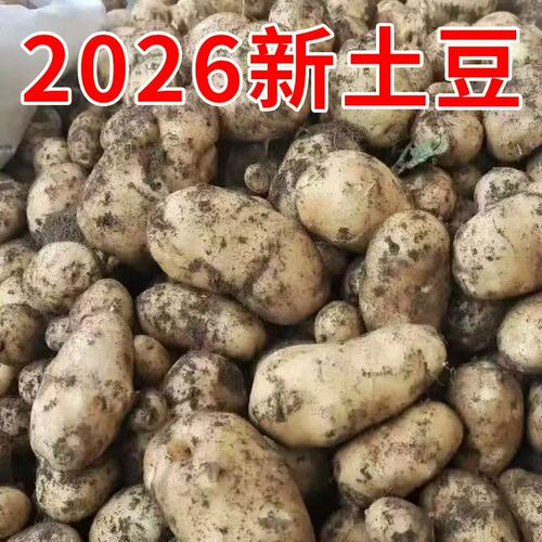2026年新土豆高山新鲜