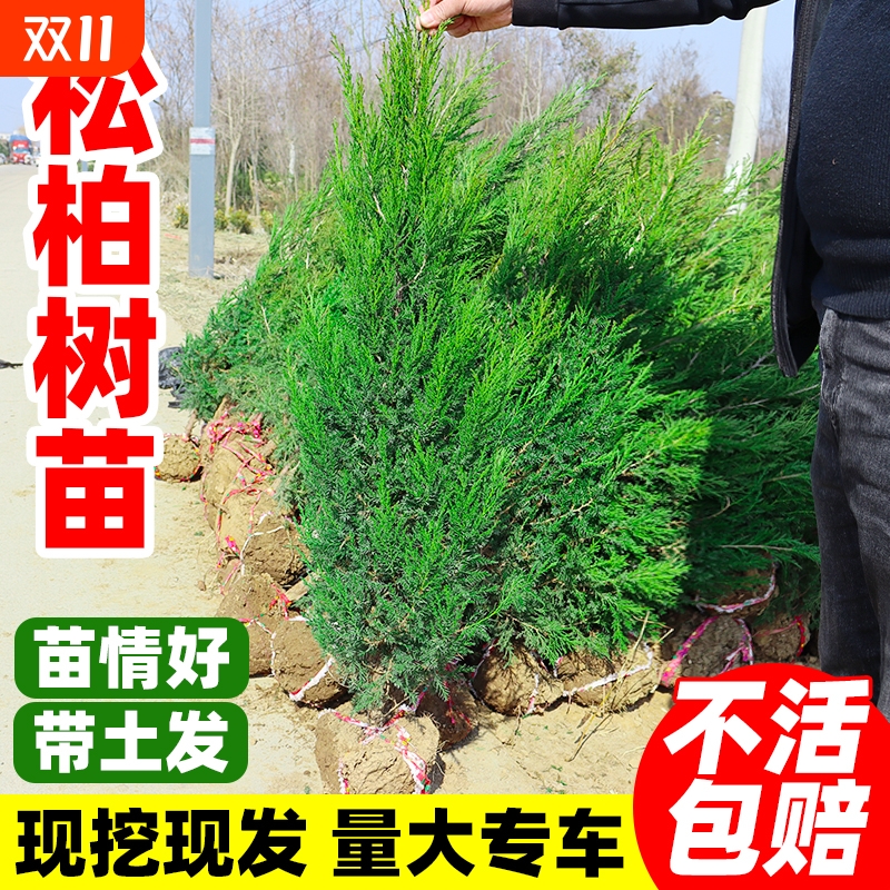 松柏树苗塔柏侧柏龙柏庭院行道风景大树园林工程绿化乔木四季常青