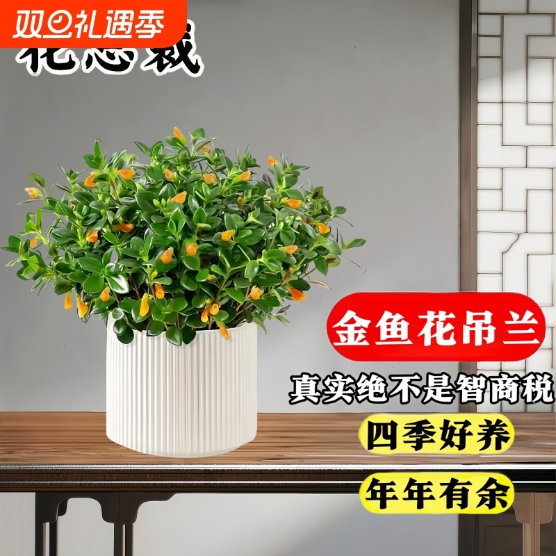 金鱼吊兰室内植物盆栽四季花卉客厅阳台桌面水培绿植招财好养易活