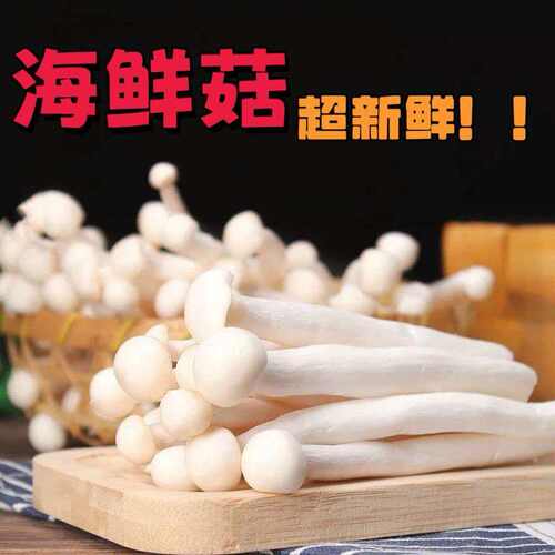海鲜菇鲜嫩菌菇火锅烧烤炒菜百搭 新鲜蔬菜 现摘先发挑夫生鲜煲汤
