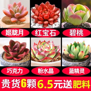 多肉植物盆栽好养活创意桌面室内办公桌植物大颗儿童小幼儿园花盆