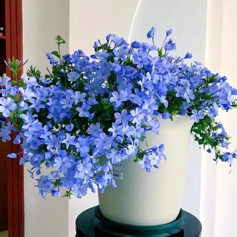 蓝雪花苗盆栽阳台观花耐热好养植物花园庭院爬藤本白雪花藤多规格