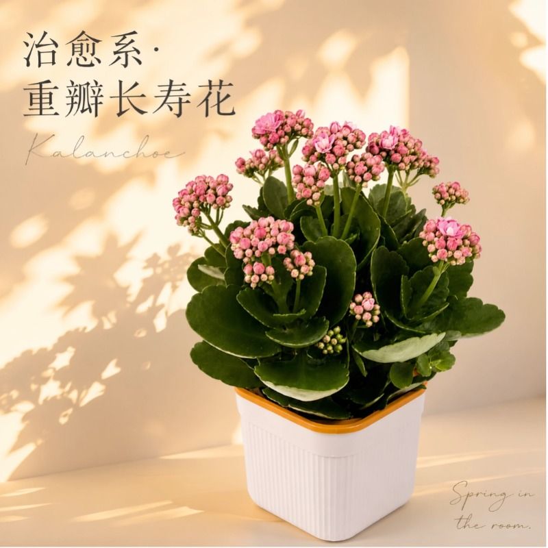 长寿花盆栽大花四季开花绿植图片