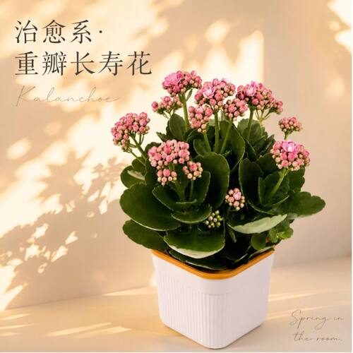 长寿花盆栽大花四季开花绿植