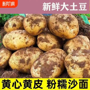 黄皮土豆黄心新鲜农家现挖马铃薯3斤5斤正宗洋芋当季