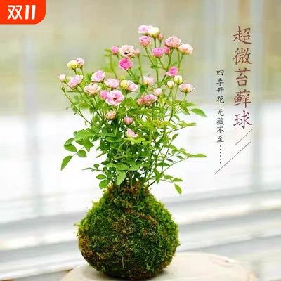 带花苞四季开花迷你超微型苔藓球水培姬月季办公桌面鲜花绿植花卉