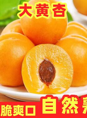 正宗山西大黄杏新鲜头茬金太阳自然成熟农家杏子酸甜可口现摘包邮