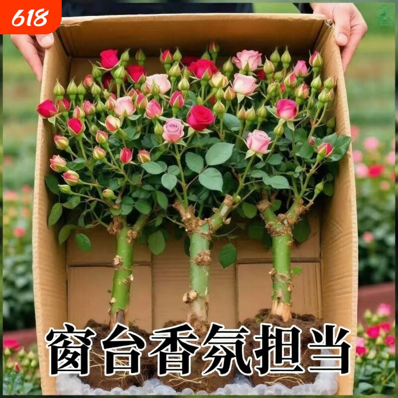 玫瑰花苗老桩四季开花水培盆栽绿植花卉植物室内花红玫瑰带花花苞