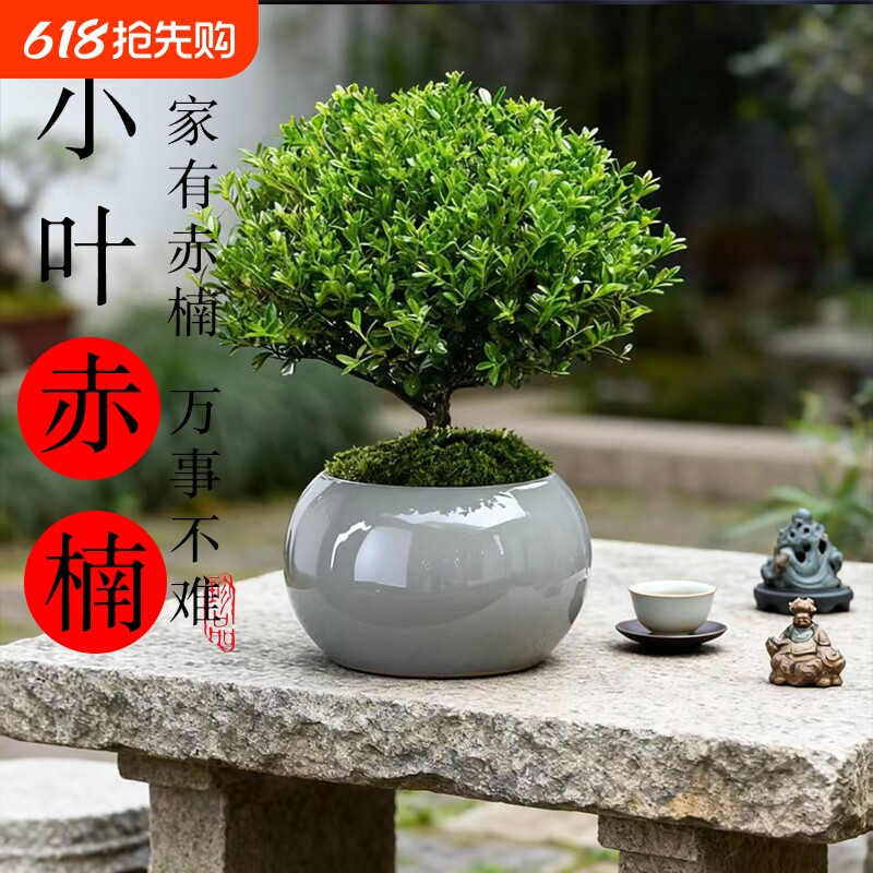 小叶赤楠盆景老桩盆栽绿植室内办公室绿植物四季好养迷你桌面花卉