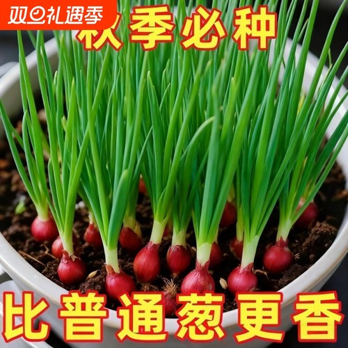 正宗四季多茬小香葱红葱头毛葱头耐寒耐热易活蔬菜苗四季种植葱头