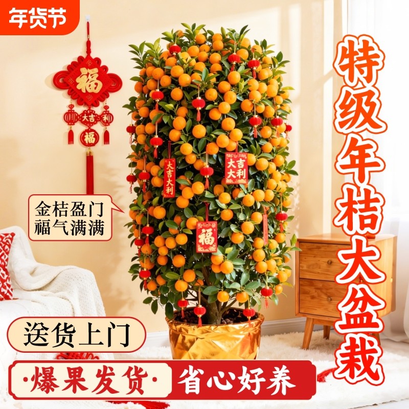 年桔盆栽带果可食用四季金桔树客厅室内新年招财寓意家庭年宵绿植