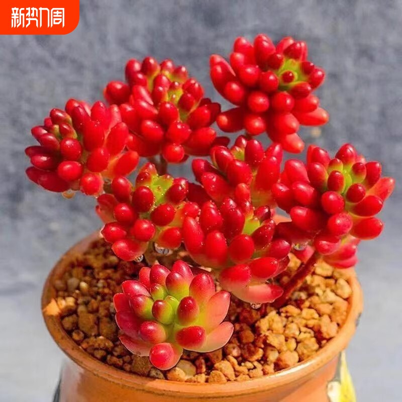 虹之玉锦多肉植物转运珠室内花卉盆栽净化空气红色肉肉新手好养活