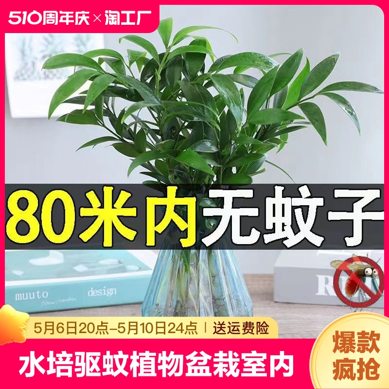 水培竹柏水养植物盆栽绿植室内花卉好养四季常青驱虫阳台庭院观赏