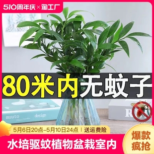 常青驱虫阳台庭院观赏 水培竹柏水养植物盆栽绿植室内花卉好养四季