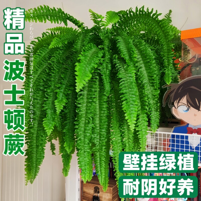 波士顿蕨盆栽客厅绿植大型波斯顿蕨办公室花卉室内耐阴好养的植物