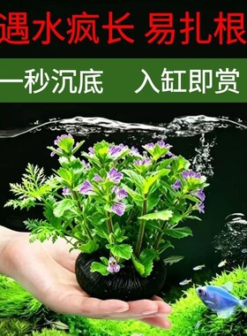 水罗兰坨草 古法养鱼必备 阴性真草 吸收氨氮 造景好养活增氧净水