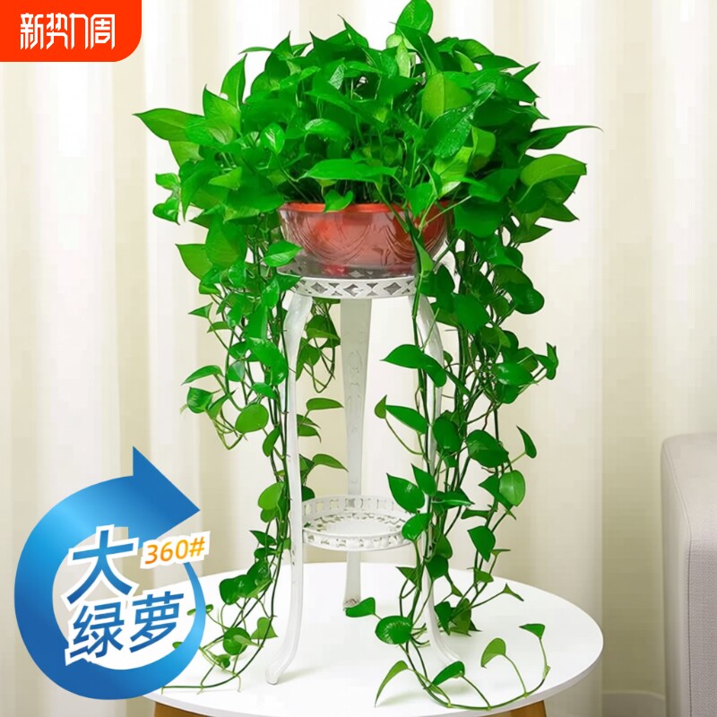 360#长藤绿萝盆栽植物室内绿植吸甲醛净化空气大盆花架土水培客厅