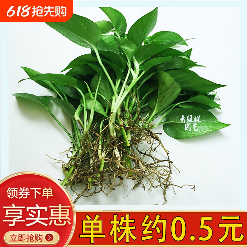 水培绿萝裸根水养绿植物大叶绿箩花卉发财树白吉利红掌富贵竹吊