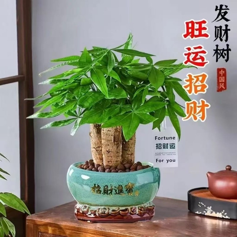 发财树盆栽室内客厅桌面绿植盆景树苗办公室招财花卉吸水植物阳台,鲜花速递/花卉仿真/绿植园艺,大型绿植/成品组合盆栽,淘宝优惠券,粉丝福利购,淘宝优惠卷