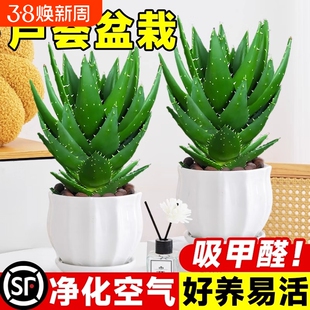 芦荟大盆栽美容植物室内多肉绿植物吸甲醛四季好养花卉仙人掌阳台