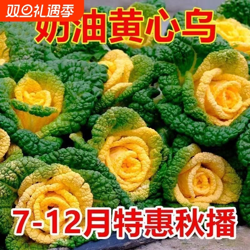 黄心乌塌菜种子淮南黄心菜种籽耐寒抗冻小白菜籽四季蔬菜种子大全