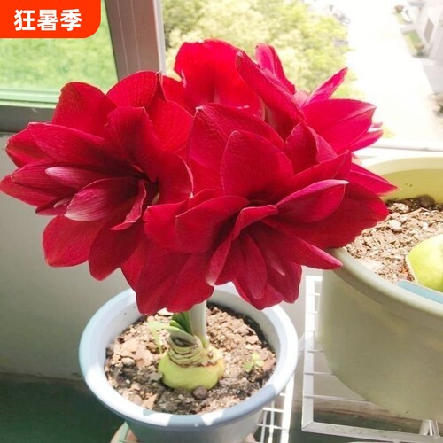 常年开花荷兰进口重瓣朱-顶-红盆栽花阳台庭院好养活春节装饰孔雀