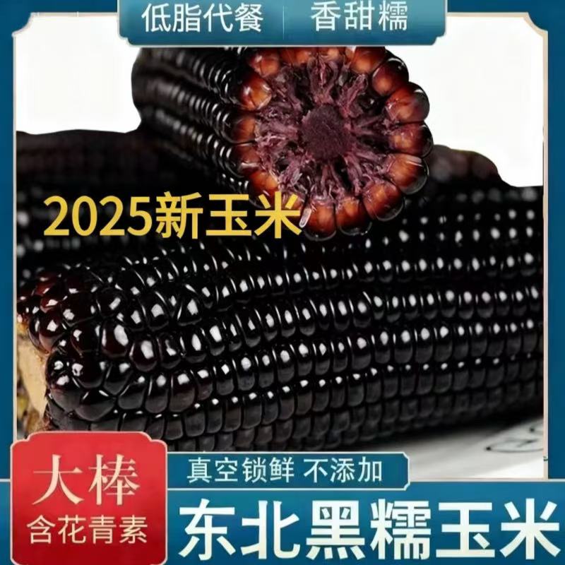 2025黑糯玉米东北黑玉米真空玉米新鲜玉米甜糯玉米苞米黏玉米