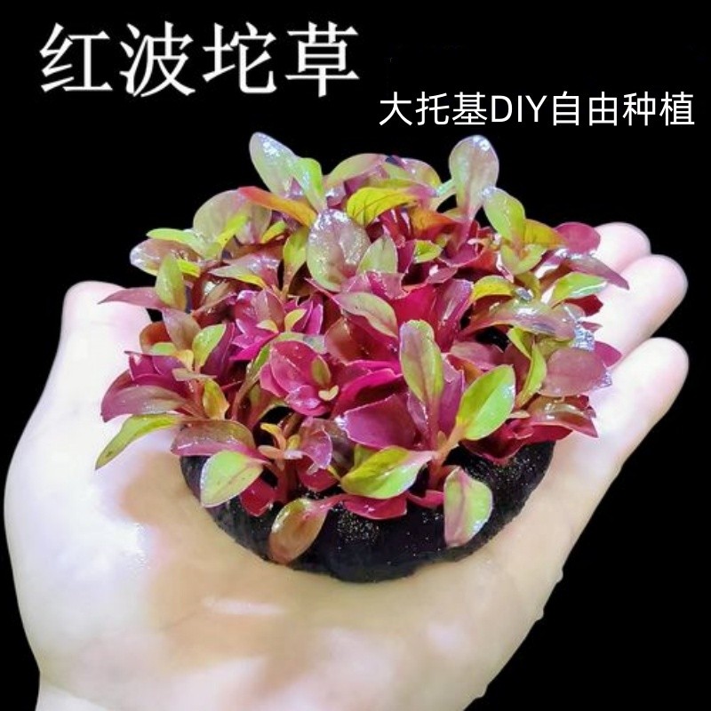 红波坨草DIY种植营养底座养鱼养龟水草植物红色阴性好养活淡水