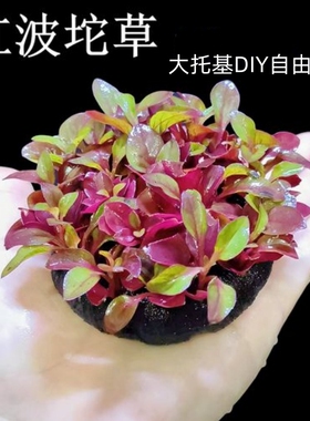 红波坨草DIY种植营养底座养鱼养龟水草植物红色阴性好养活淡水