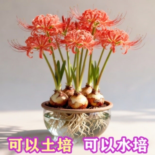 石蒜花苗彼岸花曼珠沙华阳台盆栽地载水培绿植花卉植物花室内庭院