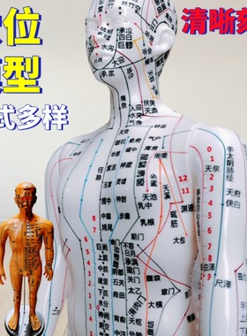 针灸穴位人体全身经络穴位模型
