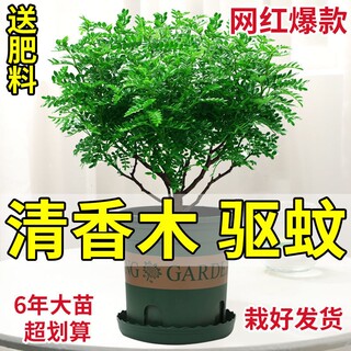 正宗清香木盆栽驱蚊草室内花卉绿植除甲醛净化空气植物提神胡椒木