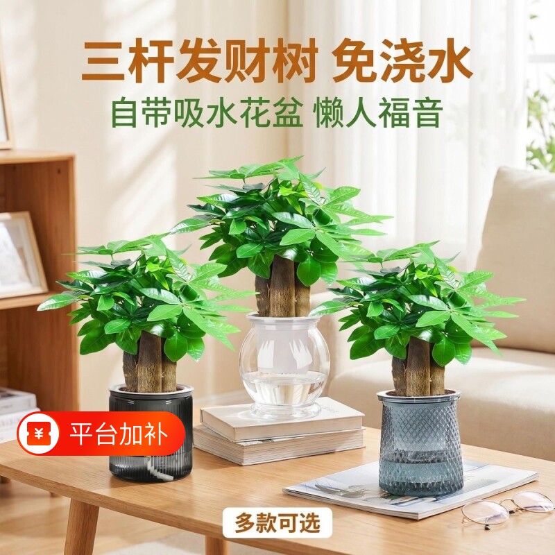 发财树小盆栽绿植客厅旺宅植物桌面四季好养除甲醛招财树室内花盆