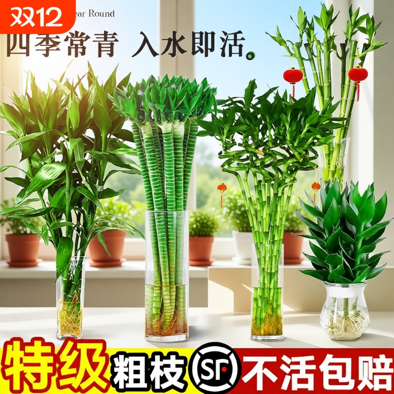 带根水养转运竹弯竹室内客厅招财富贵竹水培植物盆栽直竹龙竹阳台