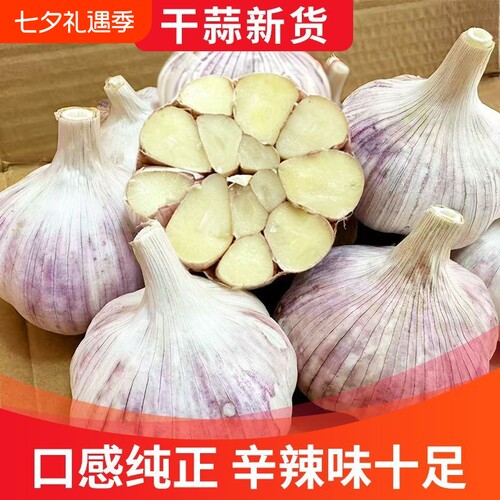 26年山东金乡紫皮大蒜头批发干蒜新鲜饱满糖醋种蒜优质产地直发