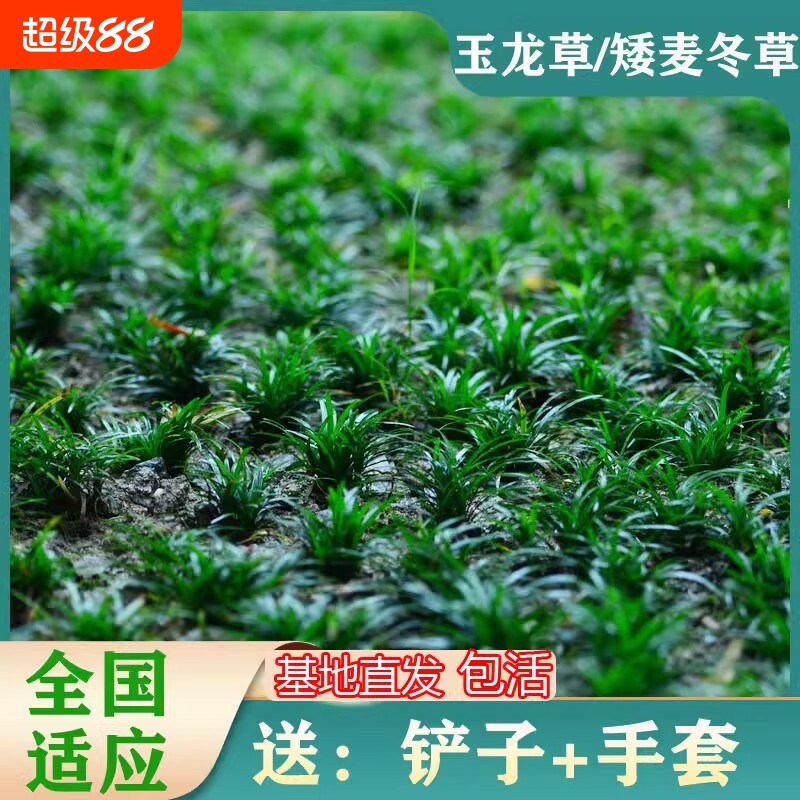 日本庭院矮麦冬草苗四季常青图片