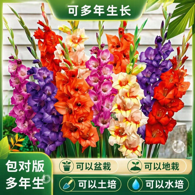 剑兰花种球水培花卉土培盆栽植物图片