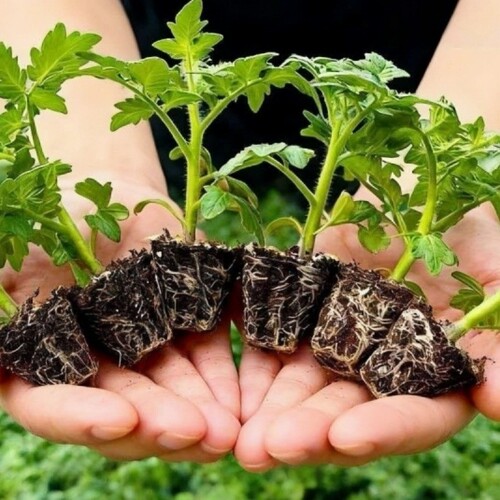 四季矮生小番茄西红柿苗秧苗苗盆秧栽果秋季菜苗千禧苗黑番茄阳台