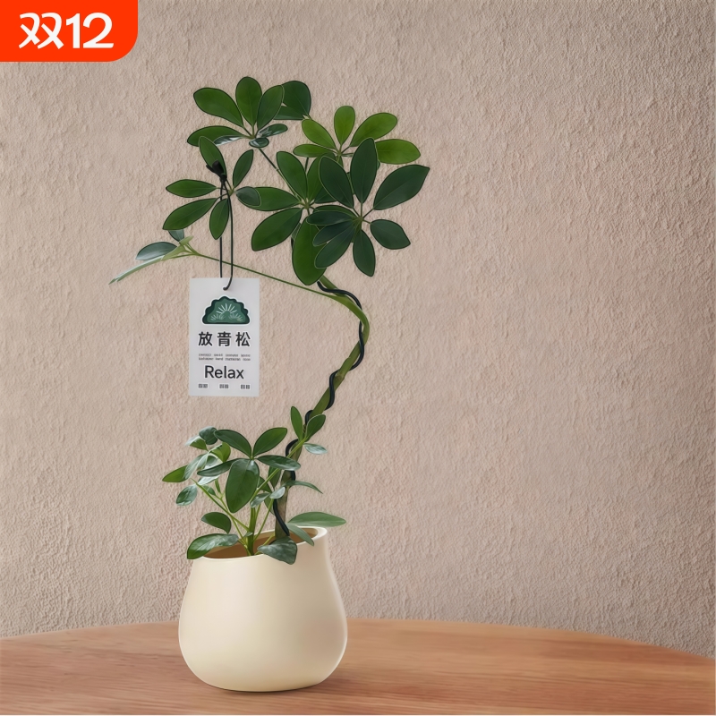 造型鸭脚木盆栽客厅室内八方来财