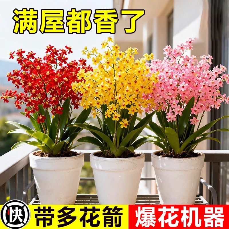 香水梦香兰盆栽带花苞精品文心兰四季耐寒鲜花卉室内阳台好养绿植