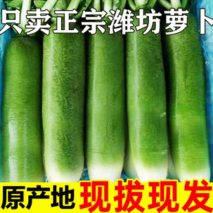 山东潍坊水果萝卜新鲜甜脆水果型9斤生吃正宗青绿胡萝卜脆甜多汁