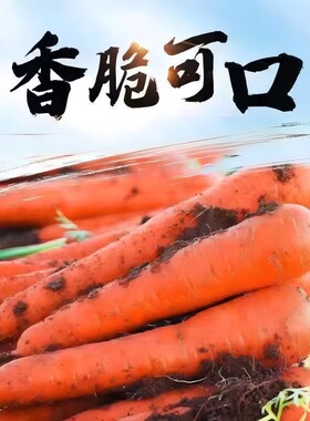 带土胡萝卜沙土地蔬菜水果新鲜红萝卜现挖农家自种健康美味