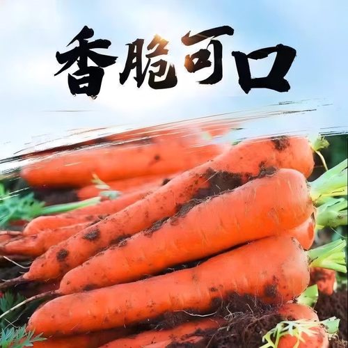 带土胡萝卜沙土地蔬菜水果新鲜红萝卜现挖农家自种健康美味