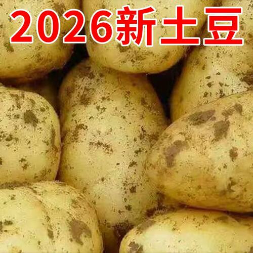 2026年新土豆贵州特产农户种植