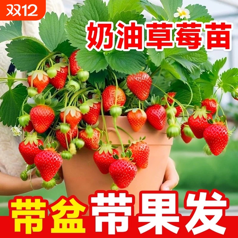 草莓苗秧穴盘苗当年结果新苗对版奶油阳台室内种植玄玉带盆特大号