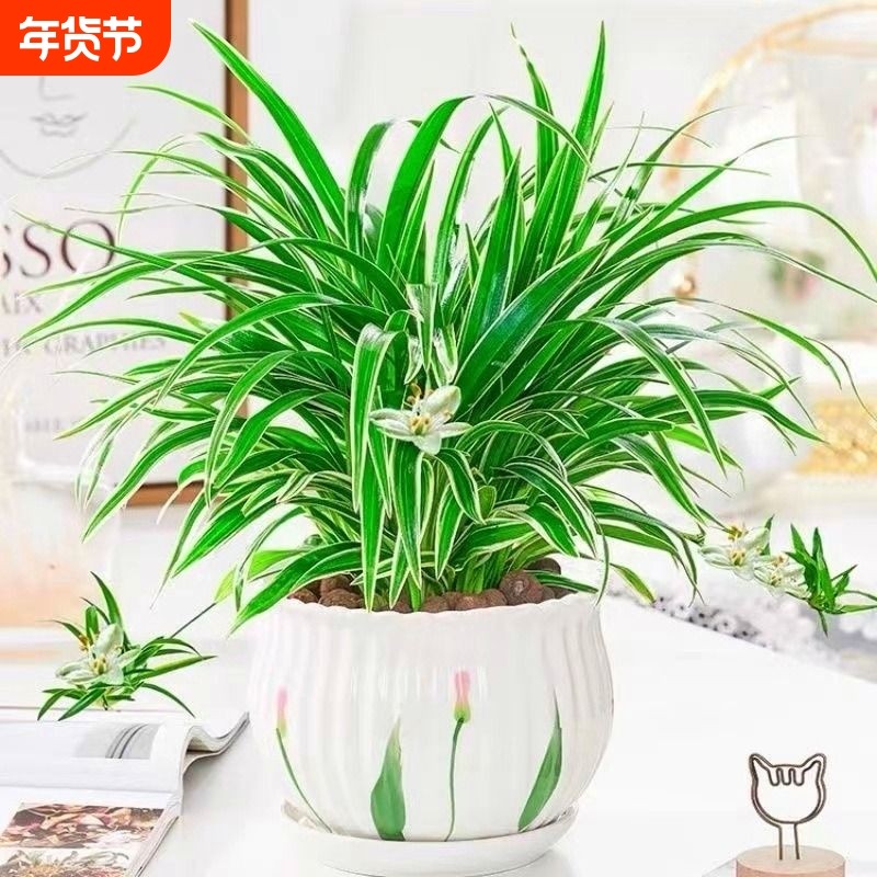 金边吊兰盆栽花卉植物室内阳台净化空气去甲醛小绿植水培垂吊客厅