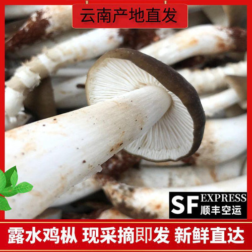 云南新鲜鸡枞菌产地直发顺丰空运